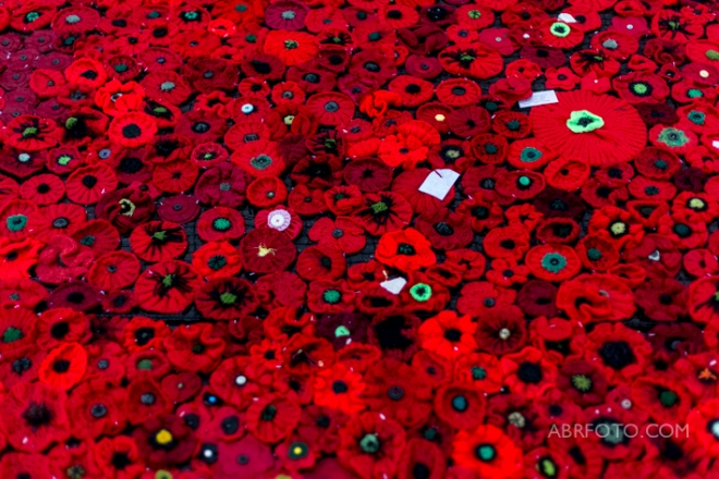 MELBOURNE , AUSTRALIA - APRIL 25 : A carpet made of knitted poppies laid on the road during the Anzac Day parade. This years Anzac Day marks the centenary of the ANZAC landing by Australian and New Zealand forces during the First World War at Gallipoli. Melbourne, Victoria Australia on April 25 2015. Photo Asanka Brendon Ratnayake